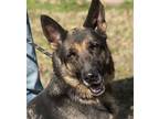 Adopt Noel a German Shepherd Dog