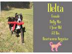 Adopt Delta a American Staffordshire Terrier