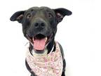 Adopt TAWNY a Pit Bull Terrier