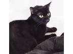 Adopt Blackie a Domestic Short Hair