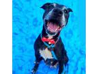 Adopt WILLA a Pit Bull Terrier, Labrador Retriever