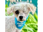 Adopt Pearl a Poodle