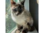 Adopt Blue a Siamese