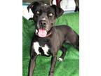 Adopt Pantera a Pit Bull Terrier