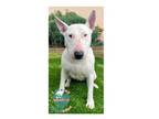 Adopt COH Dakota a Bull Terrier