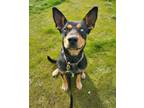 Adopt Jess a Australian Kelpie