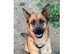 Adopt Cornelia a German Shepherd Dog, Border Collie