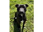 Adopt SKEDADDLE a Pit Bull Terrier, Mixed Breed