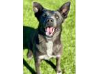 Adopt Armani a Blue Lacy