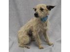 Adopt SAVANNAH a Terrier, Cardigan Welsh Corgi