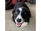 Adopt MILA a Border Collie, McNab