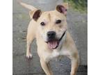 Adopt RAYNE a American Staffordshire Terrier, Mixed Breed