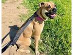 Adopt Wendy a Boxer, Mixed Breed