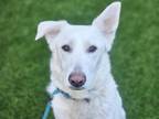 Adopt ABBY a Labrador Retriever, Mixed Breed