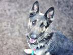 Adopt CHIQUITA a German Shepherd Dog