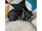 Adopt SADIE a Bunny Rabbit