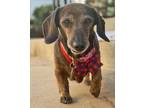 Adopt Tootsie 5697 a Dachshund