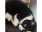 Adopt Emerald a Domestic Short Hair