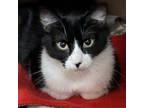 Adopt Emerald a Domestic Short Hair