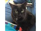 Adopt Xoxo a Manx, Domestic Short Hair