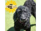 Adopt Jojo a Standard Poodle