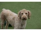 Adopt Venus a Labrador Retriever, Standard Poodle