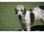 Adopt Pyper a Standard Poodle