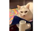 Adopt Blizzard a Domestic Short Hair