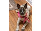 Adopt JENNY (GINNI) a Australian Cattle Dog / Blue Heeler, Catahoula Leopard Dog