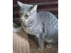 Adopt Mya - Petsmart Plantation a Domestic Short Hair