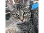 Adopt Maple a Domestic Short Hair