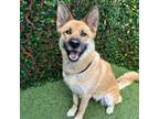 Adopt Nancy a German Shepherd Dog, Chow Chow