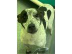 Adopt Emi a Australian Shepherd, Australian Cattle Dog / Blue Heeler