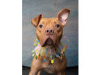 Adopt Monday a Pit Bull Terrier, Mixed Breed