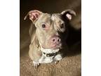 Adopt PEACHES GIRL - LOOKING FOR HER BEST FRIEND! a Pit Bull Terrier