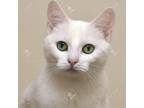 Adopt Princess a Turkish Van, Domestic Medium Hair