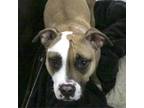 Adopt Olive a American Staffordshire Terrier