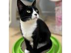 Adopt Olive a Domestic Short Hair