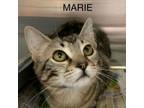 Adopt Marie a Domestic Short Hair