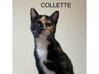 Adopt Collette a Calico