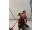 Adopt FANNIE MAY a Pit Bull Terrier, Mixed Breed