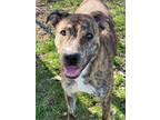 Adopt Mocha a Plott Hound, Terrier