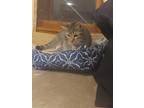 Adopt Katy Purry a Domestic Short Hair