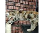 Adopt Mothwing a Domestic Short Hair