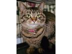 Adopt Stacy a Domestic Short Hair