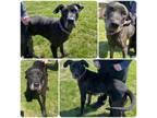 Adopt Sophie a Great Dane