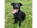 Adopt Rollie Pollie a Black Labrador Retriever, Pointer