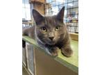 Adopt Juniper a Russian Blue, Domestic Short Hair