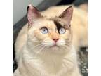 Adopt Lily Pad, Patches, & Whitey a Domestic Short Hair, Siamese