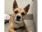 Adopt NELLY FURTADO a Pit Bull Terrier, Mixed Breed